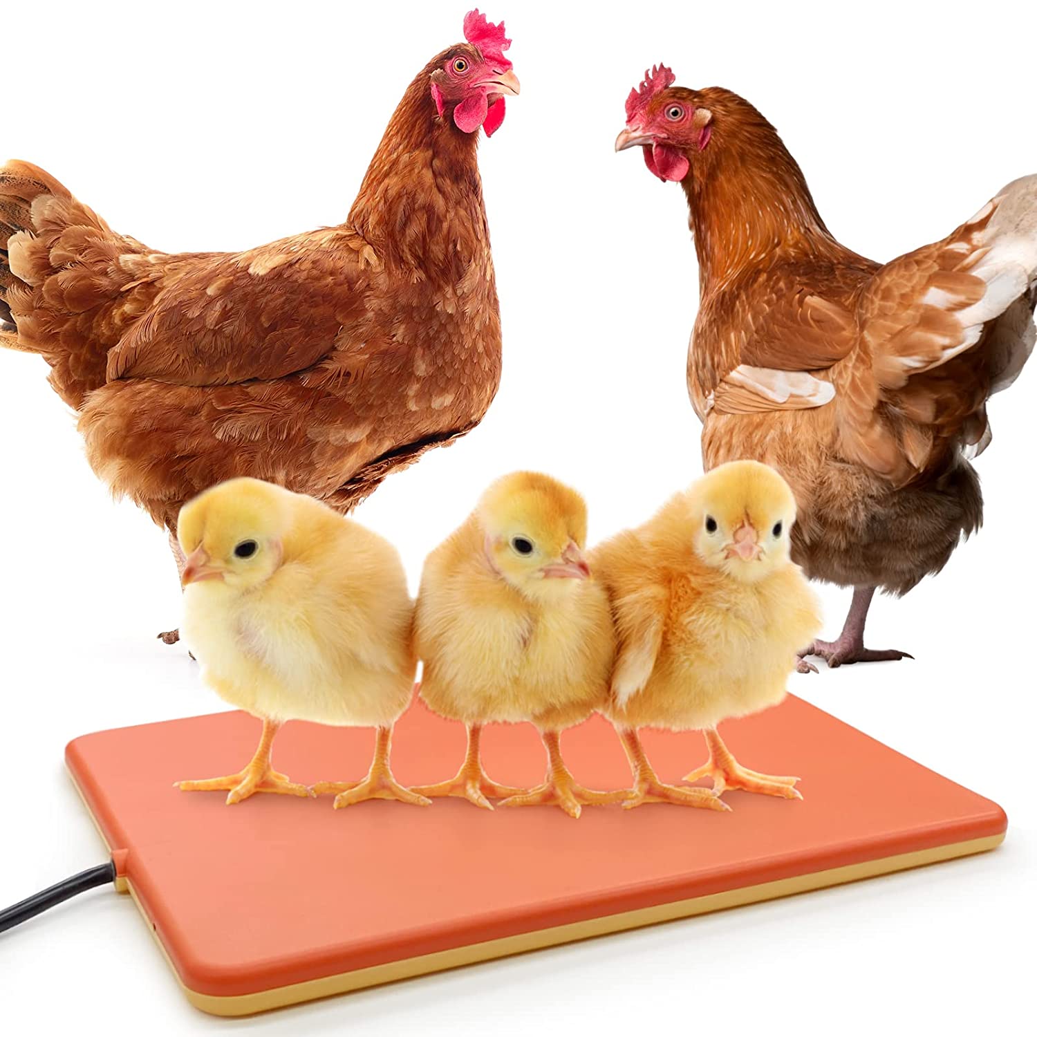 Chick Heating Plate